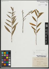 Foto von Salix repens subsp. rosmarinifolia (L.) Andersson